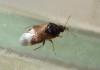 Orius sp.